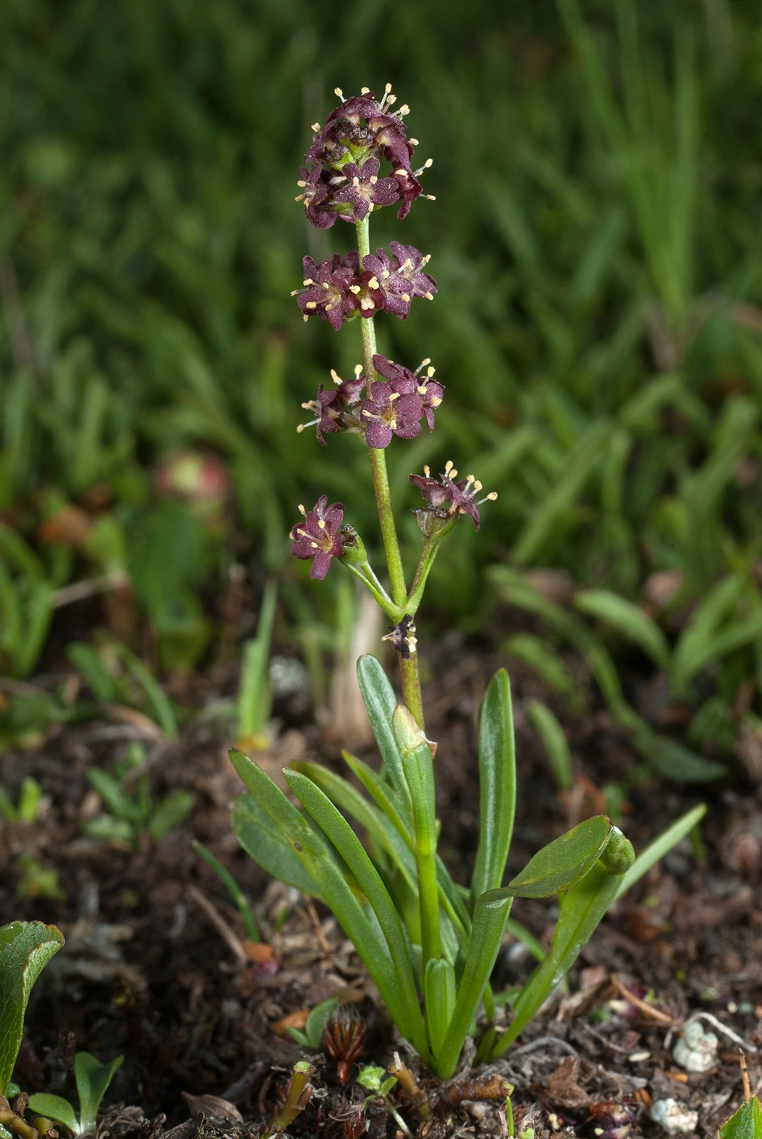 Photo Maurizio Broglio - Valeriana celtica subsp. celtica